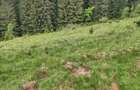 Vand Teren in sat Dealu Botii comuna Belis - 3