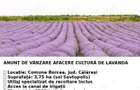 De vanzare plantatie de lavanda - 1