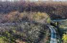 Teren intravilan vizavi de Padurea Snagov - 2