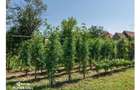 Casă individuală cu 4 camere cu Canalizare în Dârlos - 24