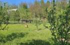Teren intravilan comuna Botosana, judetul Suceava - 5