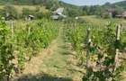 Casă cu 5 camere în Carcadiești - 4