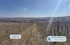 Antony Estate | Oportunitate de investitie, Ferma Padurea Galbena - Cehal, Marghita - 6