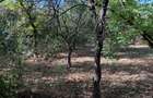 Teren intravilan de 3.500 mp in Viile Satu Mare - 5