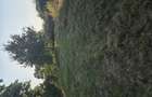 Vand teren Intravilan de casa in Recea Maramures - 4