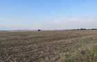 Teren intravilan 29 000 mp, Paulesti. DN1. - 6