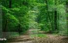 Teren forestier 6.500 mp Cucorani, cu PUD aprobat - 1
