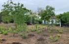 Teren intravilan 2562mp Loc 23 August | Ideal locuiță sau casă vacanță - 6