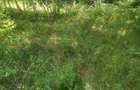 12,4 ha teren comasat,jud.Sibiu