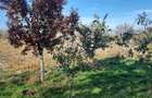 Teren de 1500 mp, în Vânători - 8