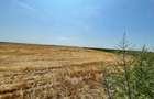 Vand 103 Ha Teren Agricol compact in Judetul Timis - 9
