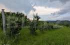 Teren intravilan, 4500 mp, zona Voinesti - 4
