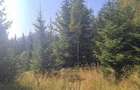 Teren de 26000 mp, în Dealu Negru - 4