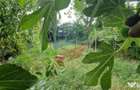 Casa parter cu teren generos de 595 mp, in ?imnicul de... - Craiova (Dolj) - 3