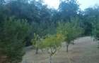 Casă cu Teren 2800 Mp în Văleni - 7