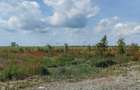 Gradina 355 mp Poiana basmelor - 2