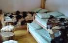 Vanzare Cabana in pitorescul peisaj din Plaiul Foii, Zarnesti Brasov  - 4