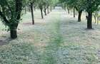 Teren 2.000 m in Dezmir -50.000 negociabil - 4