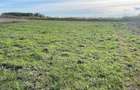 Teren intravilan 608 m2 - Ghiroda, strada Roma- zona foarte buna - 1