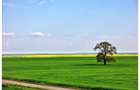 Sat Popesti. Curent. Padure. Aer curat, liniste, acces usor Bucuresti. - 1