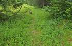 1 Ha teren Hangu Lacul Bicaz - 10
