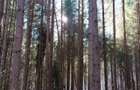 De vanzare 2 Hectare de Padure Brad Douglas Duplex Oportunitate Unica - 13