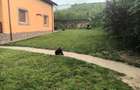Proprietar vand casa la hemeiusi 145000euro detalii - 4