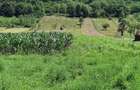 Vand teren intravilan foarte mare, 6700m2 in loc. Buceava, Com. Gurahont