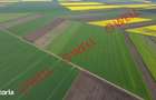 5 terenuri agricole de vanzare in Santionlunca! - 3