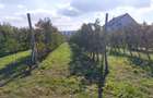 Teren de 3600 mp, în Bosanci - 4