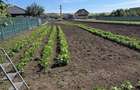 Vand teren intravilan,800 mp,loc Ludus,,jud.Mures