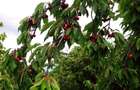 Livada ta de cire?e te a?teapta! 1,5 ha cu peste 400 de copaci maturi - 1