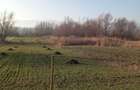 Teren de 800 mp, în Șelimbăr - 3