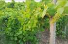 Teren 1600mp Visan - Str. Al. Macedonski Ideal Dezv/ Duplexuri / Bloc - 5