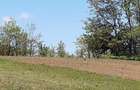 Teren de 2621 mp, în Petrăchioaia - 5