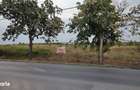 30.000 mp cu PUZ intre Lidl & Jambo Ghiroda Aeroport | P+3E | 5 - 1