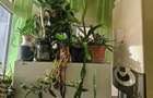 Apartament 2 camere Eden Inel 1 - 8