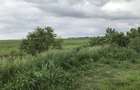 5 ha teren arabil Peciu Nou -Timis - 5