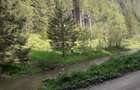 Padure cu teren de vanzare - 4
