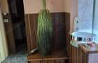 Apartament cu 2 camere decomandat în Rogerius - 10