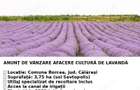 De vanzare plantatie de lavanda - 3