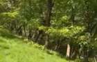 Vand teren extravilan comuna Barbatesti, Valcea, zona PARC NATIONAL!!! - 2