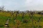 Teren intravilan 3000mp Corunca - 7