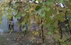 Casă cu 3 camere în Filipeștii de Pădure - 8