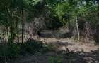 Teren de vanzare in zona Bascov , 1844mp - 8