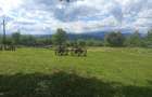 Cabana bu?tean rotund Campulung Arges