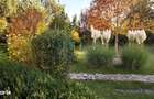 Casa de vanzare| Curte amenajata | 7 camere, garaj | Snagov - 3