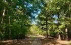 Domeniu forestier 50 ha | Privelisti spectaculoase | La 1 ora de Bucuresti | Investitie unica - 1