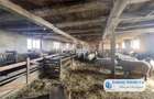 Antony Estate | Oportunitate de investitie, Ferma Padurea Galbena - Cehal, Marghita - 5