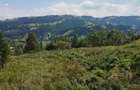 Teren Intravilan Lunca Ilvei jud. Bistrita 30 000 Euro negociabil - 4